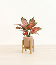 Load image into Gallery viewer, Striped Peach Pink stand:bamboo