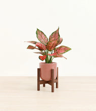 Load image into Gallery viewer, Hammered Rose Pink stand:walnut