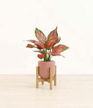 Load image into Gallery viewer, Striped Rose Pink stand:bamboo