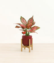 Load image into Gallery viewer, Striped Cherry Red stand:bamboo