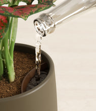 Load image into Gallery viewer, Olive stand:all