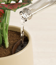 Load image into Gallery viewer, Almond Green stand:all