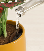 Load image into Gallery viewer, Mustard stand:all