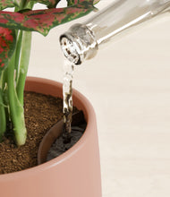 Load image into Gallery viewer, Calm Rose stand:all