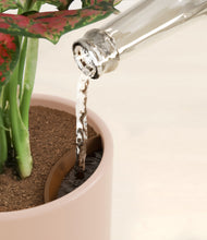 Load image into Gallery viewer, Sandy Pink stand:all