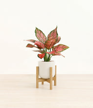 Load image into Gallery viewer, Cotton White stand:bamboo