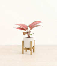 Load image into Gallery viewer, Cotton White stand:bamboo
