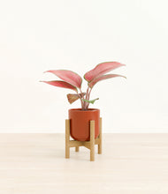 Load image into Gallery viewer, Glossy Red stand:bamboo
