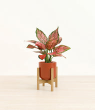 Load image into Gallery viewer, Glossy Red stand:bamboo
