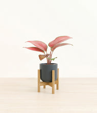 Load image into Gallery viewer, Iron Gray stand:bamboo
