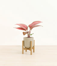Load image into Gallery viewer, Sage Green stand:bamboo
