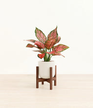 Load image into Gallery viewer, Cotton White stand:walnut