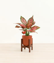 Load image into Gallery viewer, Glossy Red stand:walnut