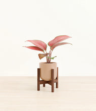 Load image into Gallery viewer, Glossy Pink stand:walnut
