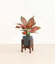 Load image into Gallery viewer, Iron Gray stand:walnut