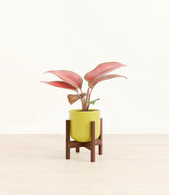 Load image into Gallery viewer, Key Lime Yellow stand:walnut
