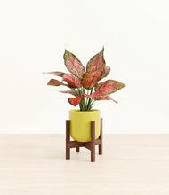 Load image into Gallery viewer, Key Lime Yellow stand:walnut
