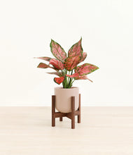 Load image into Gallery viewer, Sandy Pink stand:walnut