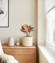 Load image into Gallery viewer, Cream