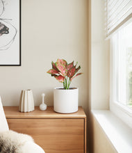 Load image into Gallery viewer, White