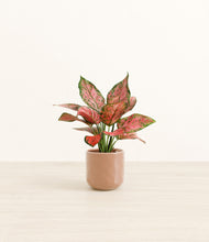 Load image into Gallery viewer, Hammered Peach Pink*****Profile