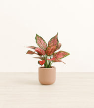 Load image into Gallery viewer, Striped Peach Pink*****Profile