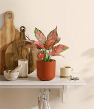 Load image into Gallery viewer, Earth Red