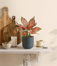 Load image into Gallery viewer, Iron Gray