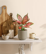 Load image into Gallery viewer, Sage Green