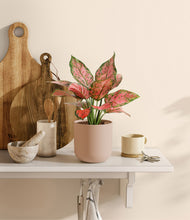 Load image into Gallery viewer, Sandy Pink