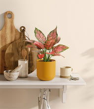 Load image into Gallery viewer, Sunset Orange