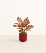 Load image into Gallery viewer, Striped Cherry Red*****Profile