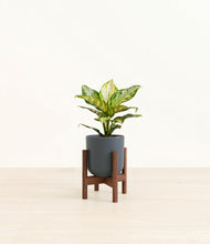 Load image into Gallery viewer, Iron Gray stand:dark