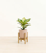 Load image into Gallery viewer, Sandy Pink stand:light