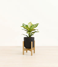Load image into Gallery viewer, Stone Black stand:light