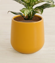 Load image into Gallery viewer, Mustard stand:all