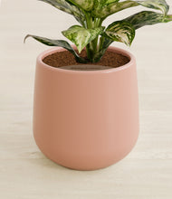 Load image into Gallery viewer, Calm Rose stand:all