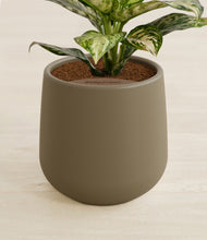 Load image into Gallery viewer, Olive stand:all