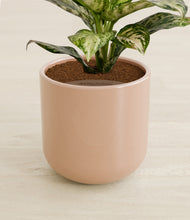 Load image into Gallery viewer, Glossy Pink stand:all