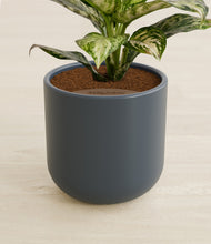 Load image into Gallery viewer, Iron Gray stand:all