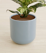 Load image into Gallery viewer, Misty Blue stand:all
