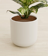 Load image into Gallery viewer, Cotton White stand:all