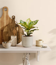 Load image into Gallery viewer, Cotton White