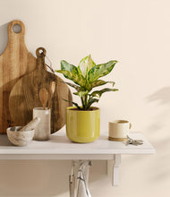 Load image into Gallery viewer, Key Lime Yellow