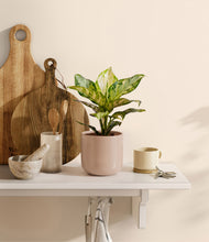 Load image into Gallery viewer, Sandy Pink