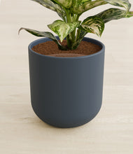 Load image into Gallery viewer, Iron Gray stand:all