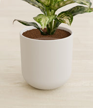 Load image into Gallery viewer, Natural Bamboo stand:all