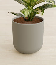 Load image into Gallery viewer, Sage Green stand:all