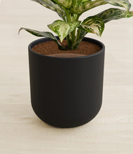 Load image into Gallery viewer, Stone Black stand:all