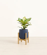 Load image into Gallery viewer, Deep Navy stand:light